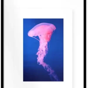 Affiche Medusa I encadrée Moebe noir A2 - Le Renard - The Cool Republic